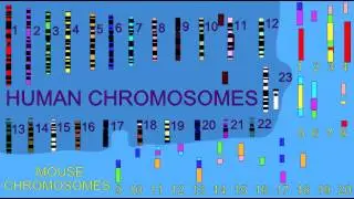 COMPARISON OF HUMAN & MOUSE CHROMOSOMAL SEGMENTS