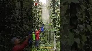 Amazing Agriculture Hand Blower Sprayer Machine