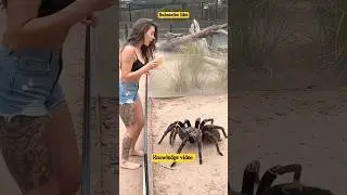 why insects 🐝 has more numbers in Australia? 😱 #shots