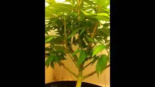 Week two of flower (day14)