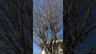 The Tree Of Owls In Cavriago | Reggio Emilia #shorts