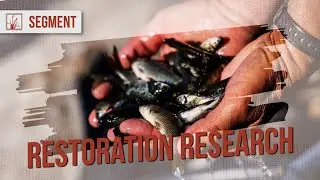Ecosystem Project Spurs Increased Fish Reproduction | Restoration Review