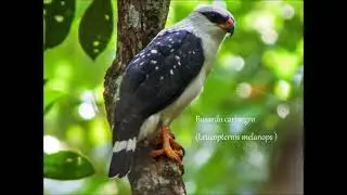 Aves Rapaces del Mundo 8&ordf; parte. Busardos Neotropicales.