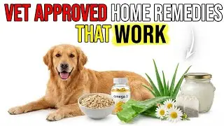 10 Natural Remedies for Itchy Dog Skin (Scientifically Proven)