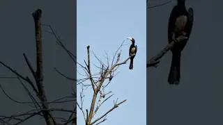 PIED HORNBILL BIRD