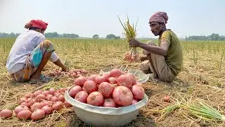 Harvesting 1,000,000 Onions! Massive Village Farm Operation