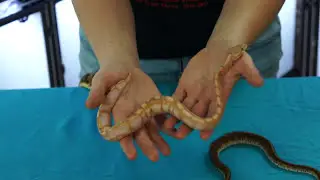 A Brief Introduction to Ball Python Genetics