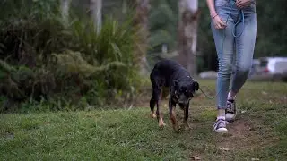 Dogs are welcome in NSW State forests!