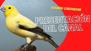 HABLAMOS DEL LONDON FANCY