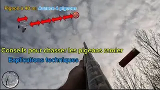 Conseils pour chasser le pigeon ramier: explication technique