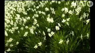 Naturalizing bulbs|William Glenn|Central Texas Gardener
