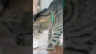 How to Encourage a Sick Cat to Eat..