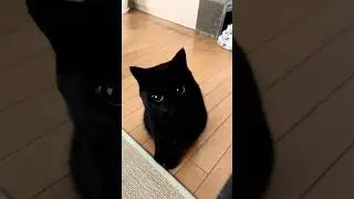 Black Cat Being Irresistibly Cute! 🖤🐾