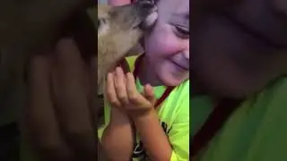 Orphaned fawn loves to give kisses!