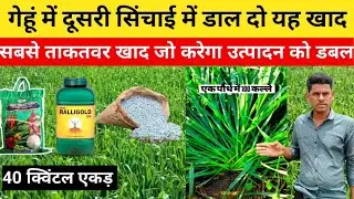 गेहूं का डबल उत्पादन कैसे लें। gehu me kalle kaise badhaye । gehu ki kheti। Gehun mein potash।
