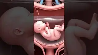 Baby Kick क्यों होती है? | Pregnancy Baby Movement Explained