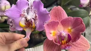 Цветение орхидейных бестселлеров 🦋 бабочки и пелорики ;)