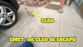 CLEO SE ESCAPA Y EMETSUKI LA PERSIGUE