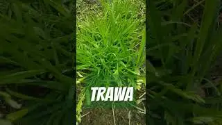 How to say 