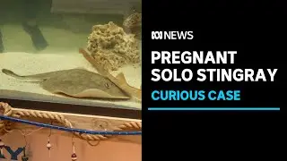 How did a female stingray become pregnant without a male mate? | ABC News