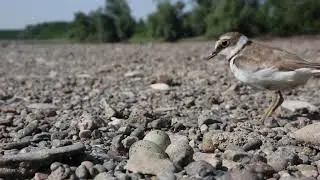 Corriere piccolo - Little ringed plover (Charadrius dubius)