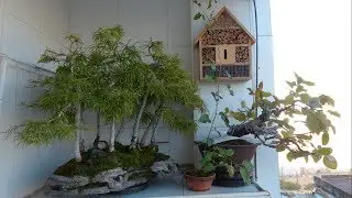 EL HOTELITO DE LOS INSECTOS POLINIZADORES