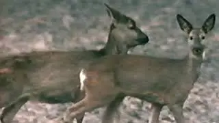 Heimische Tierwelt im Vorfr&uuml;hling - Theo Kubiak (1974)