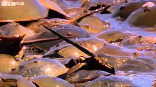 Breeding habits of Horseshoe Crabs - Insect Worlds - Episode 3 Preview - BBC