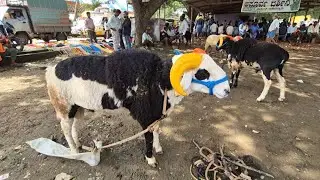 Ranebennur sheep and goats market update Every Sunday morning bazar Karnataka India
