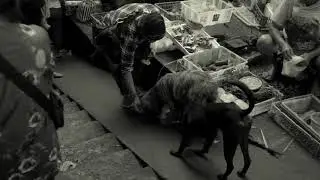 I Love Bali Dogs - Pasar Ubud Tour by Bali Street Photographer