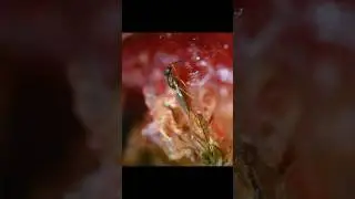 Without Figs, Many Would Go Hungry #animals #wildlife #shorts #video