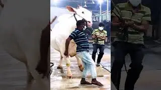 Giant White Bull