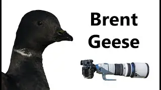Brent Geese at Leigh - with 3000mm set up