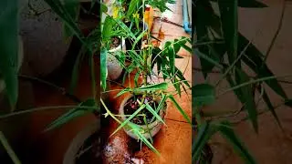 Bamboo after get the water #greenjunglebonsai #bamboo #nature #life