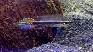 Taeniacara candidi