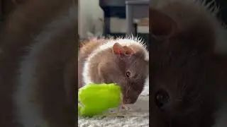 🐘👂🫑 #cutestguineapigs #favorite #snacks #love #beautiful #vitaminc #marym5477 #rex #pets