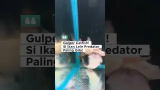 🐟&ldquo;Gulper Catfish, Predator Paling Rakus di Akuarium!&rdquo;🐟 #gulpercatfish #lele #catfish #ikangulper