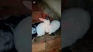 cuts rabbit #rabbit #mycuterabbit #video