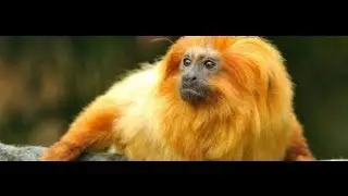 2mn pour comprendre le tamarin-lion dor&eacute;