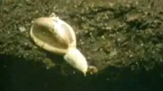 Watch the marvels of nature - From seed to fullblown flower