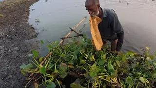  Old Fisherman&rsquo;s Amazing Traditional Kachuripana Net Fishing Skills in Natural Village Wetland