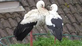 Storks and their little neighbor bird in the nest. Vila Real, Portugal 2024-03-03