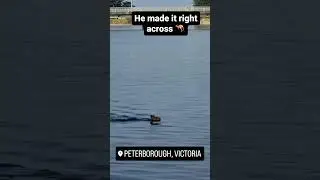 Wallaby swimming across the Peterborough lake.