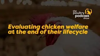 #shorts Evaluating chicken welfare at the end of their lifecycle