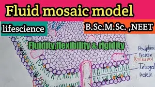 Plasma membrane fluidity,flexibility rigidity @TEACHINGPATHSHALA