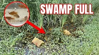 Aquarium Fish in a Swamp?! (Platy Trap Haul)
