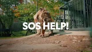 Jungle Animal Rescue - USA Premiere April 18, 2020