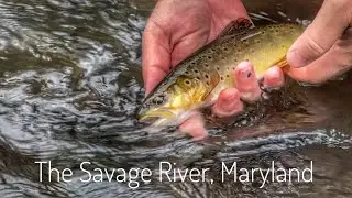 The Savage River, MD - Fly Fishing For Wild Brown Trout - TOUGH FISHING