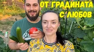ЖИВОТ НА СЕЛО: Домашна зимнина и промени у дома | Как расте градината ни 🌱