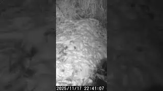Ūdrs #latvija #wildlife #hunting #trailcamera #forest #nature #trailcam